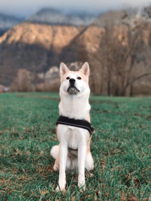 #akitainu #akita