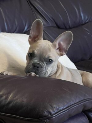 Frenchie Lovers Owners _ Coco 🥰 _ Facebook