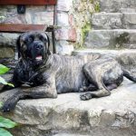 Cane corso leží na terase