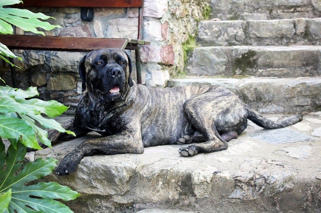 Cane corso leží na terase