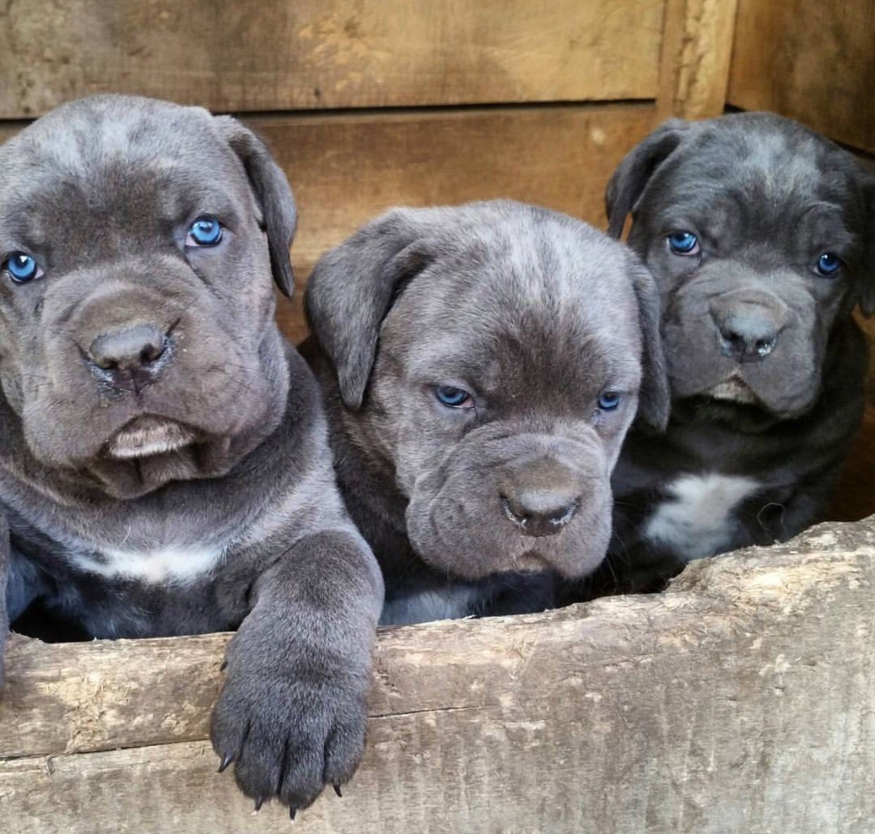 Cane corso šteniatka