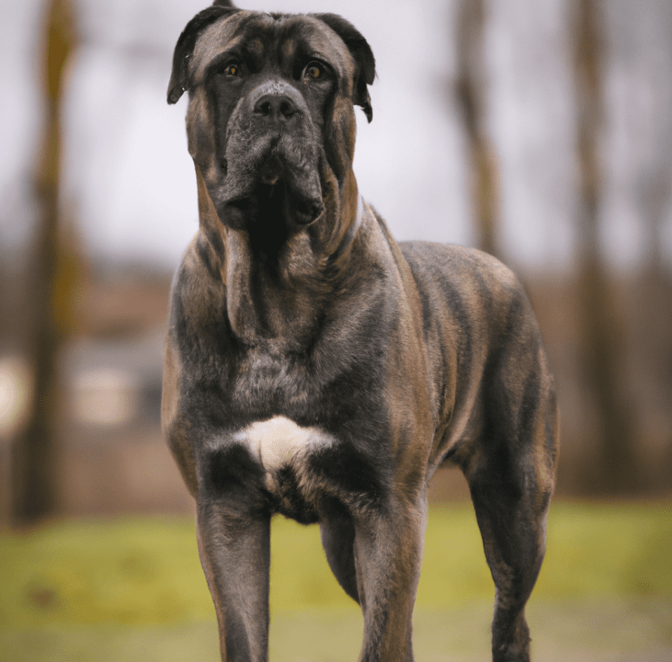 Cane corso