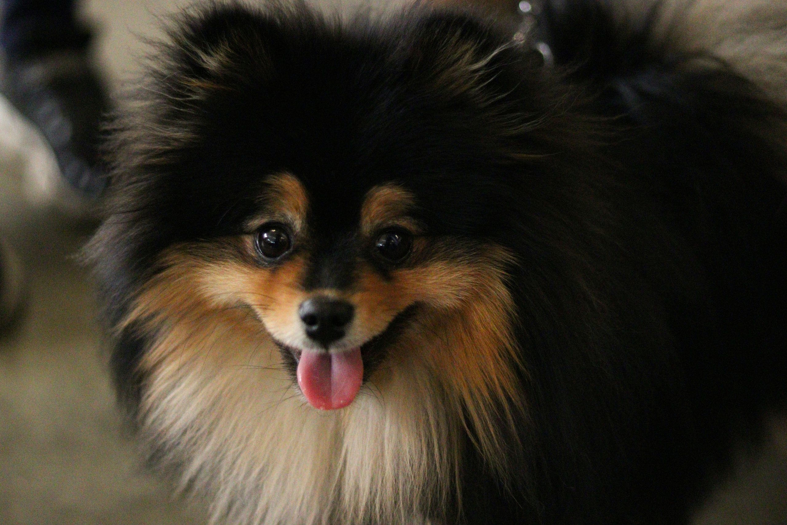 Čierny pomeranian