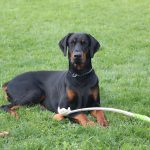 Doberman