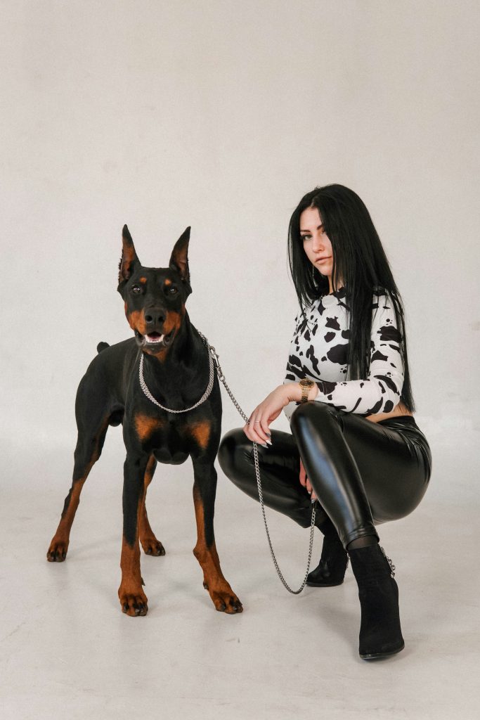 Doberman na vodítku
