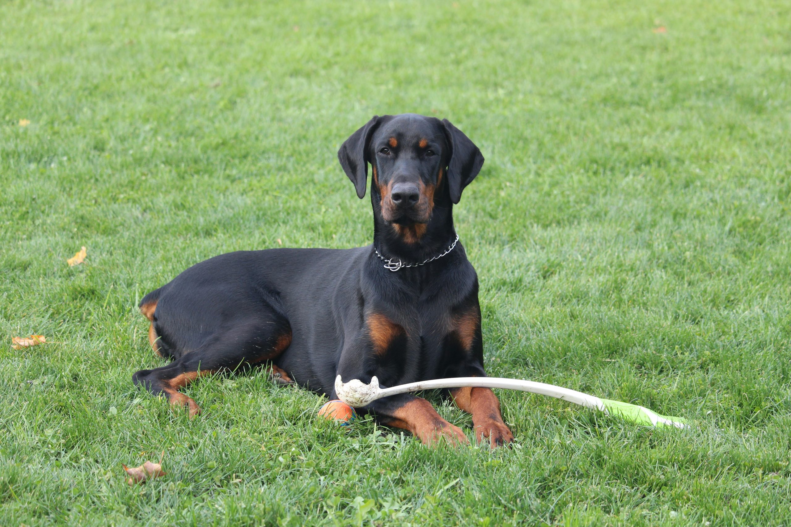 Doberman