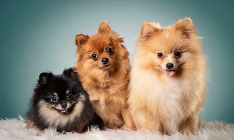 Pomeranian
