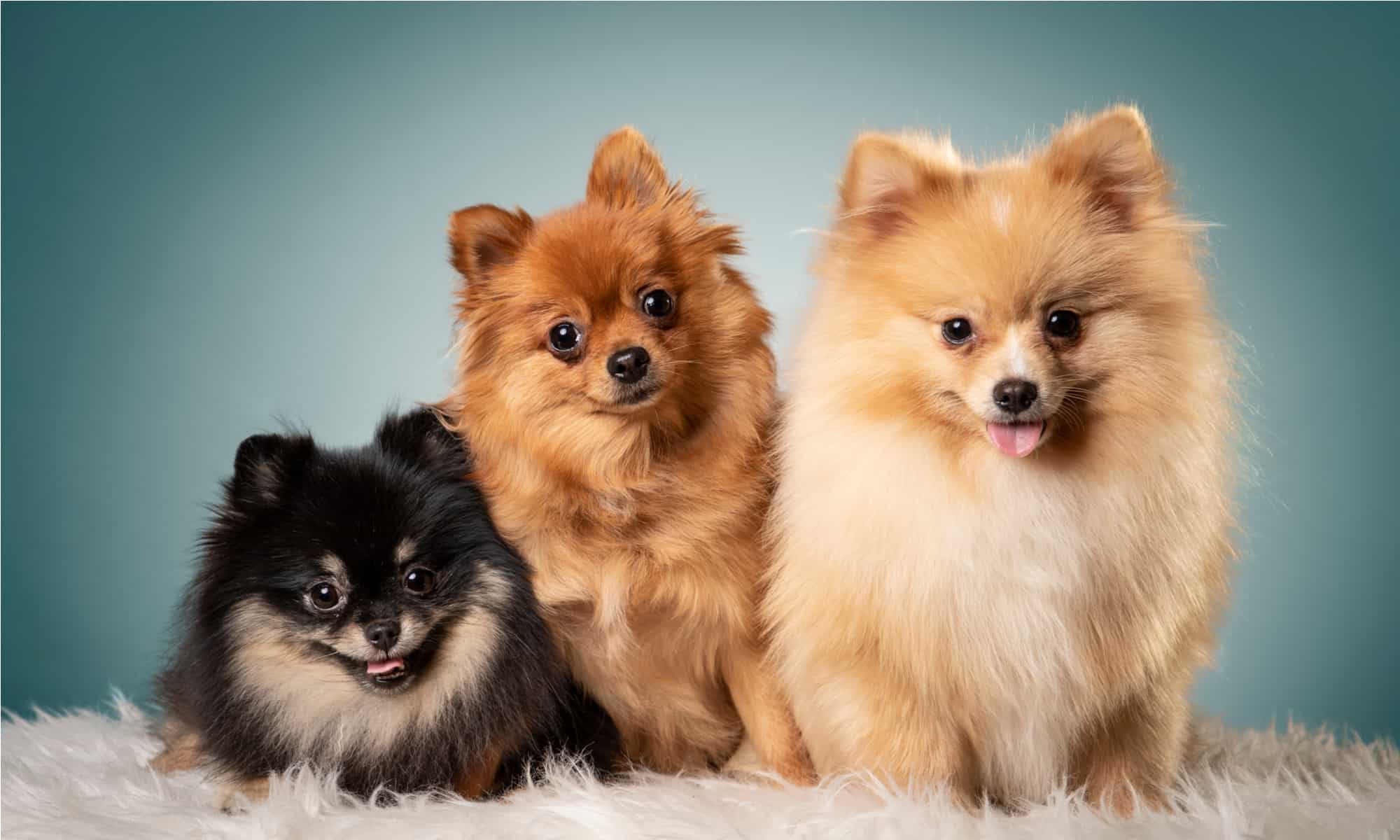 Pomeranian s rôznym sfarbením srsti