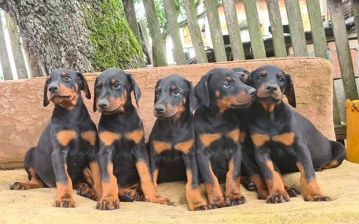 Šteniatka dobermana