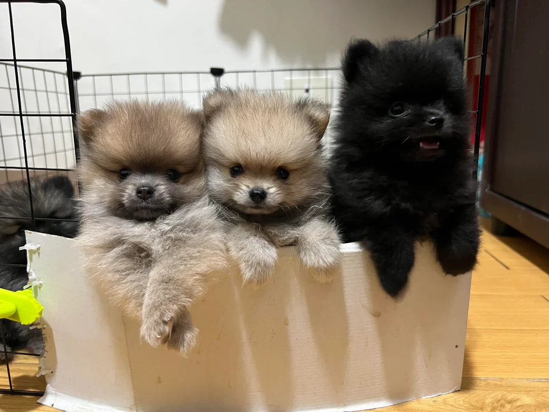 Šteniatka pomeraniana