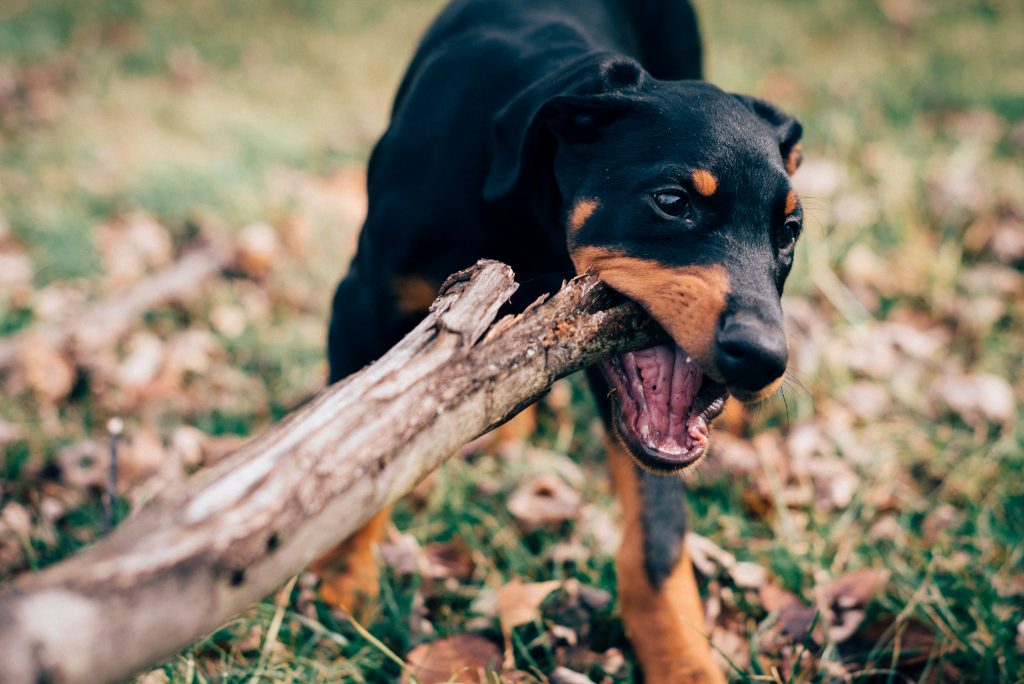 Šteniatko dobermana