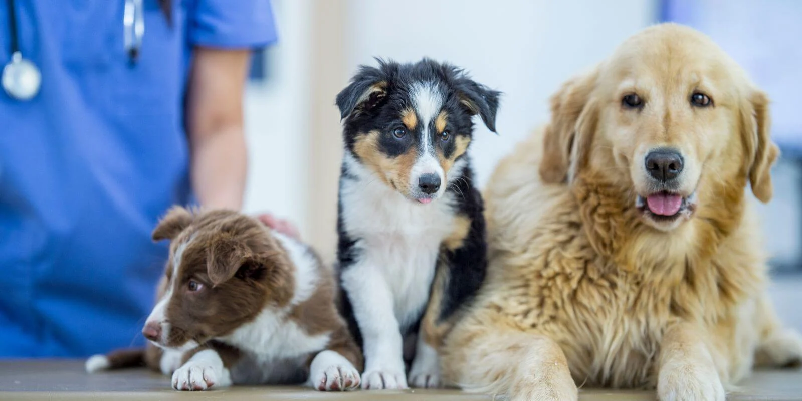 Zoznam veterinárov
