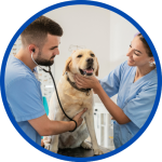Veterinár