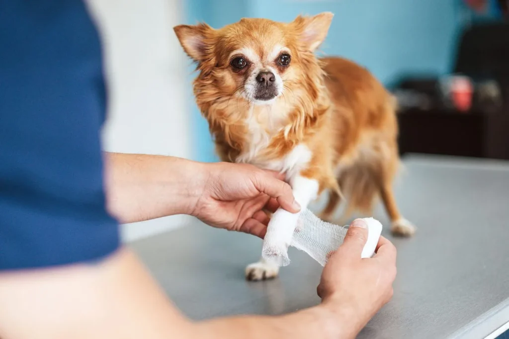 Veterinár obväzuje čivave labku