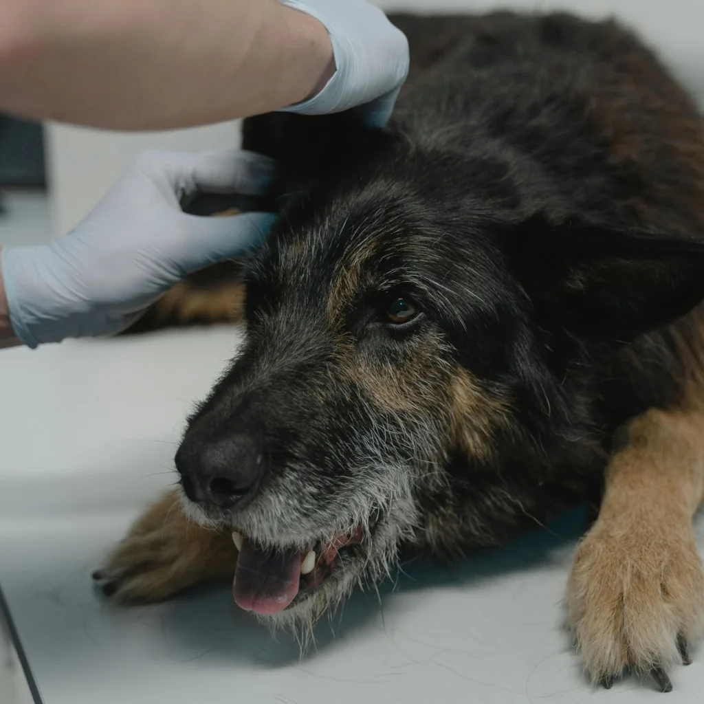Pes u veterinára kvôli blchám