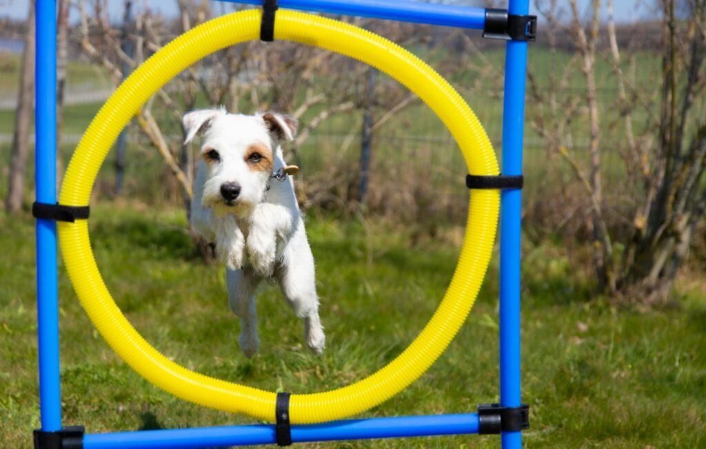 Pes skáče cez prekážku na agility