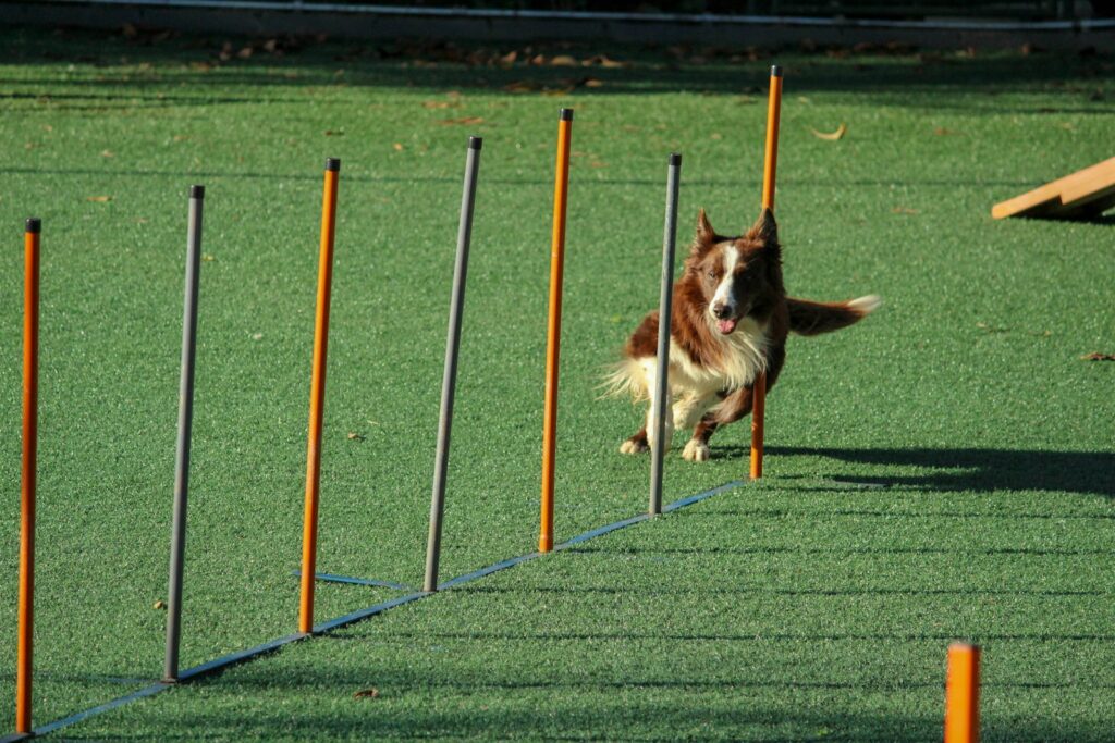 Pes prebieha slalom na agility