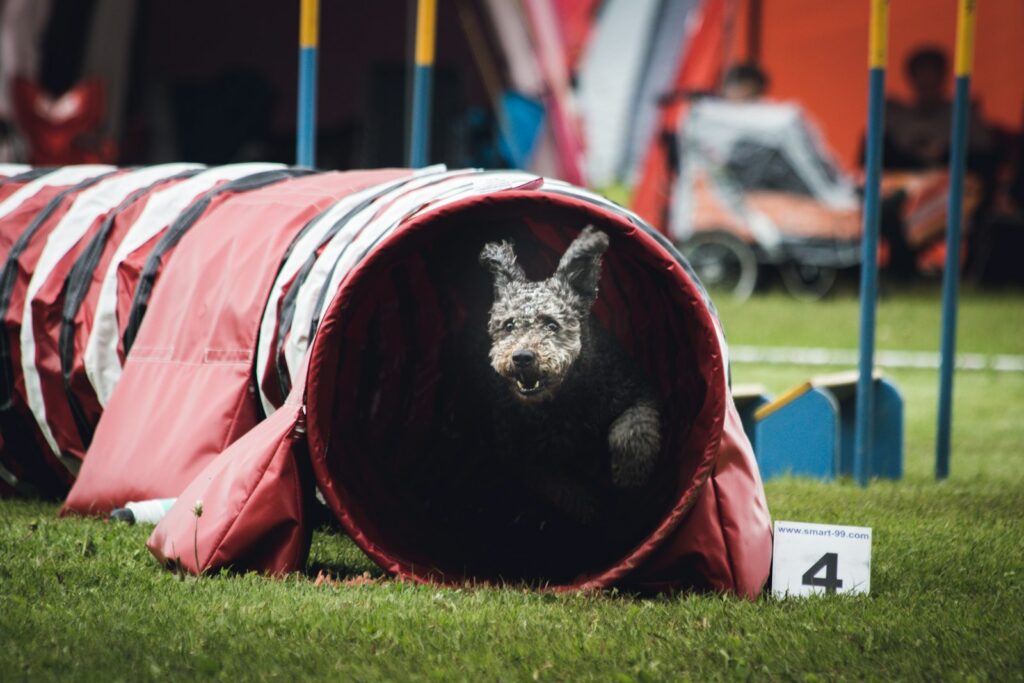 Pes vybieha z tunela na agility