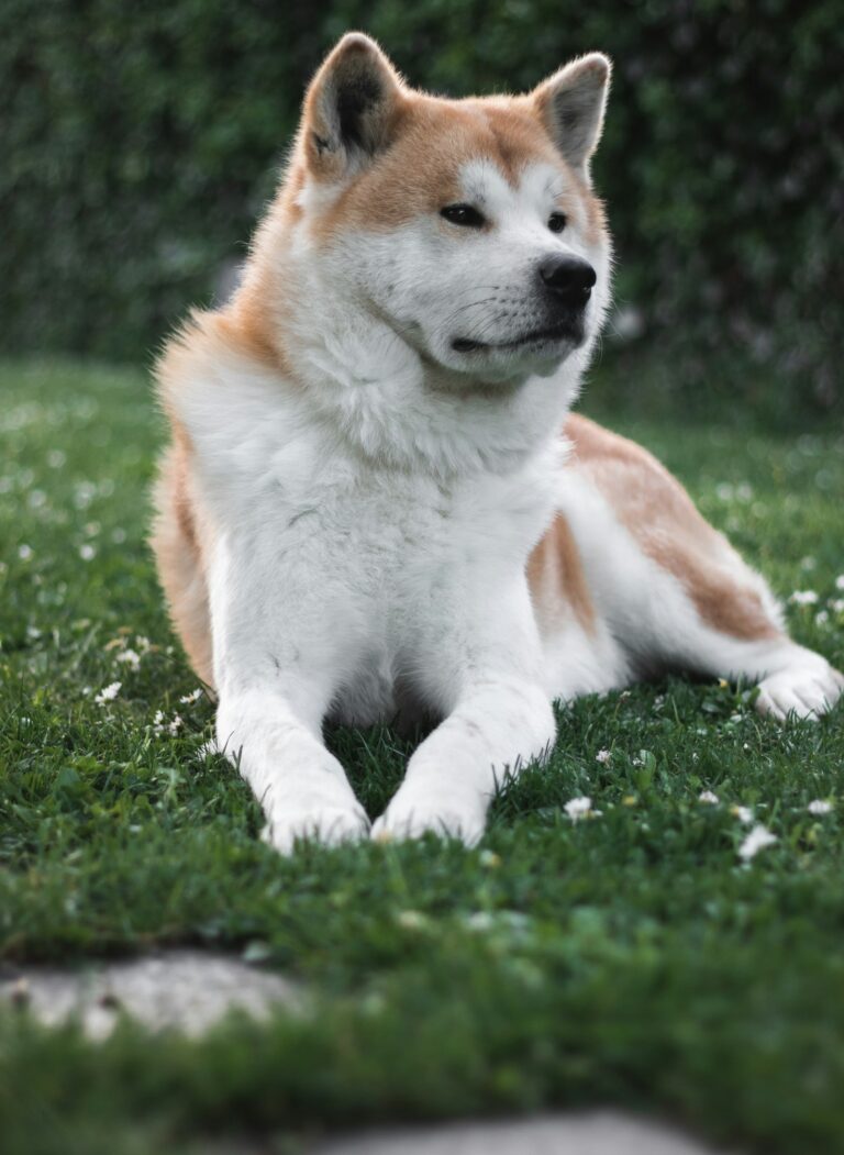 Akita inu