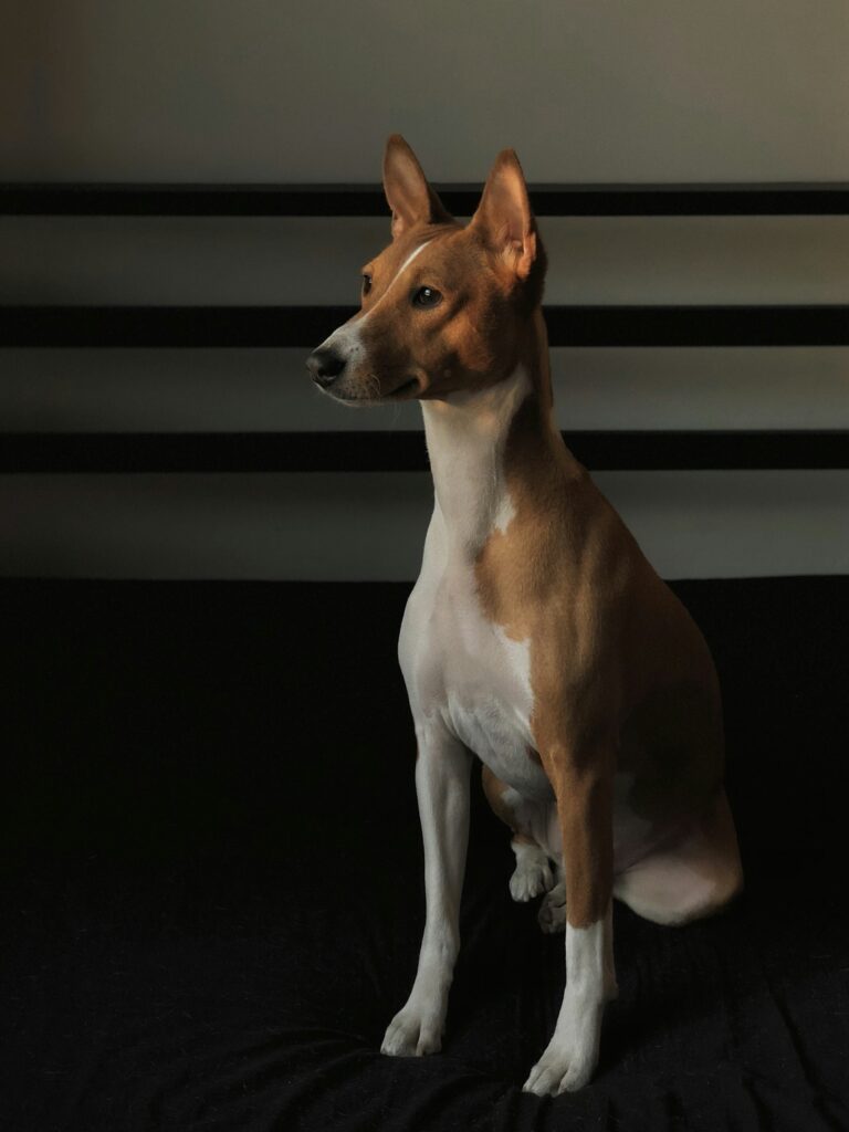 Basenji