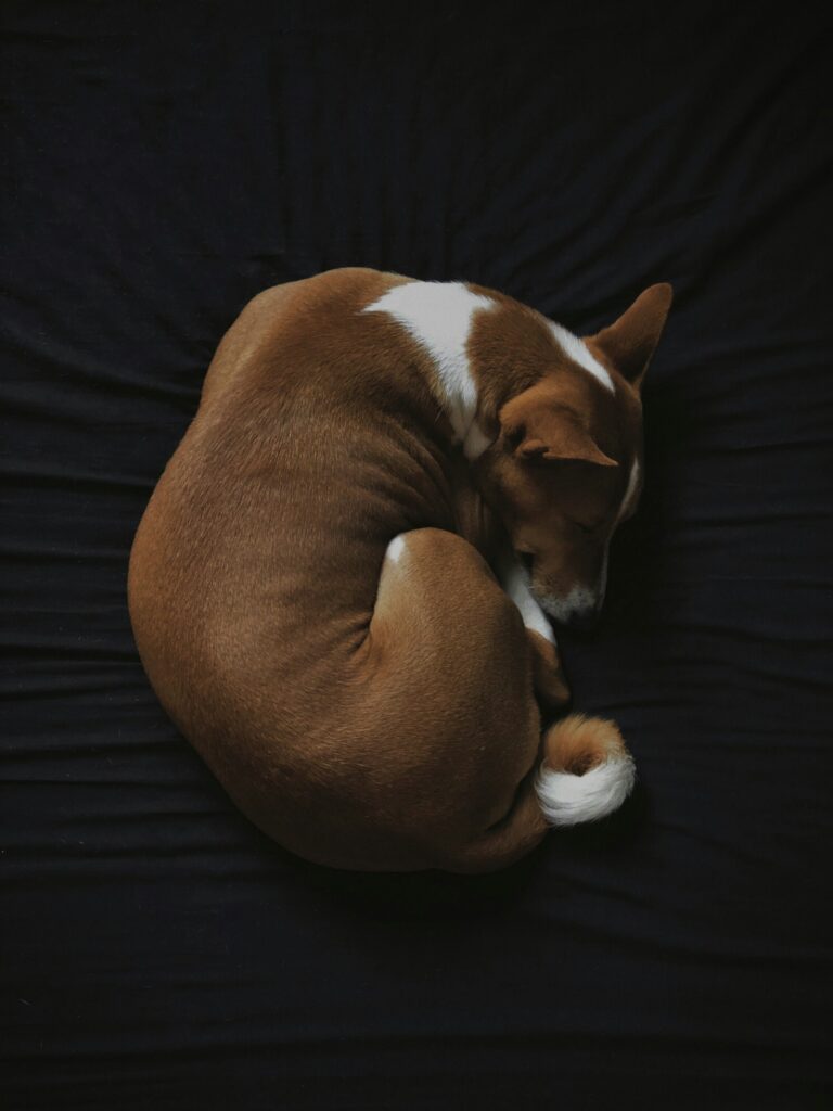 Basenji spí stočený do klbka