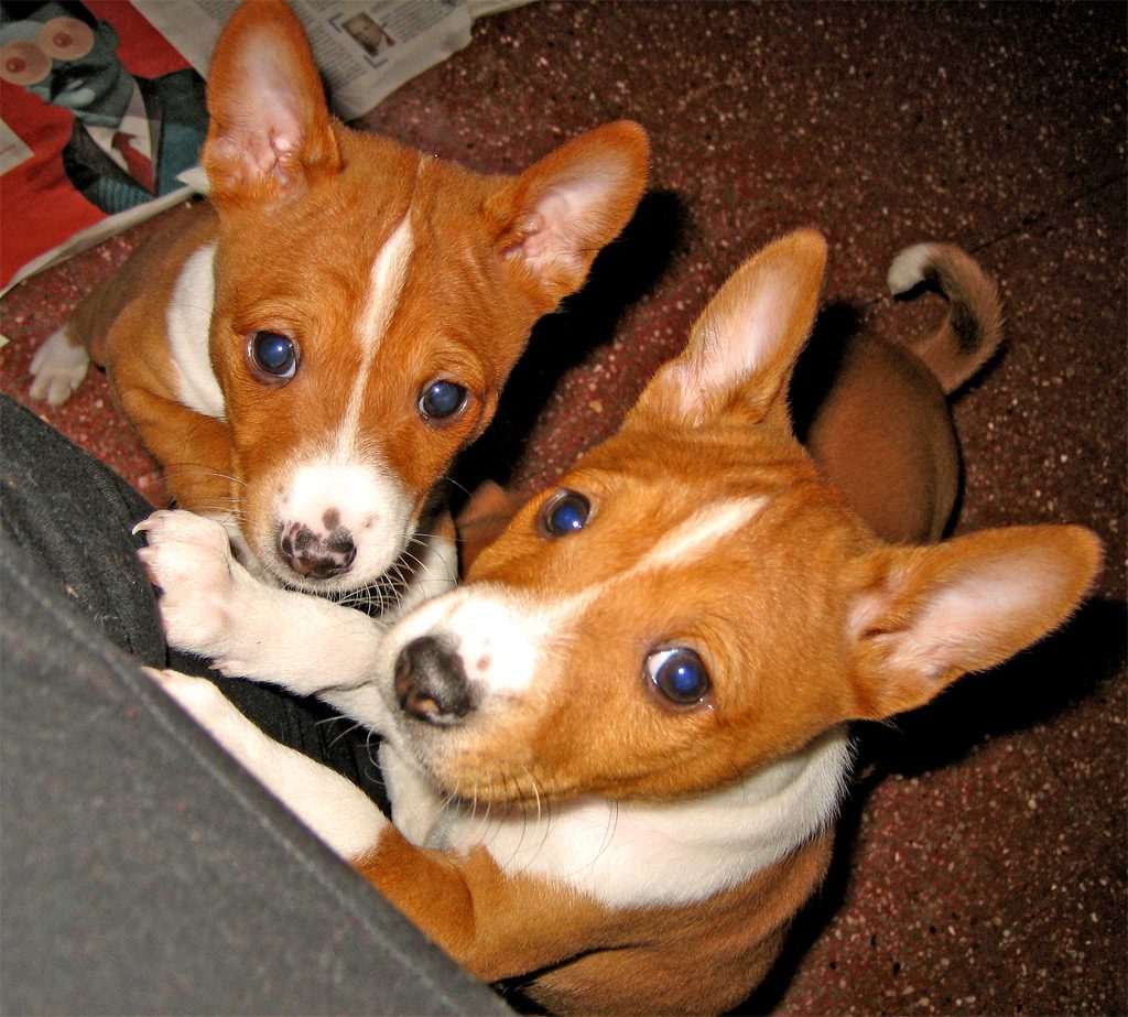 Dve šteniatka basenji