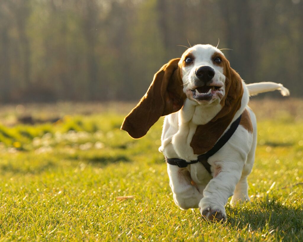 Basset hound s dlhými ušami