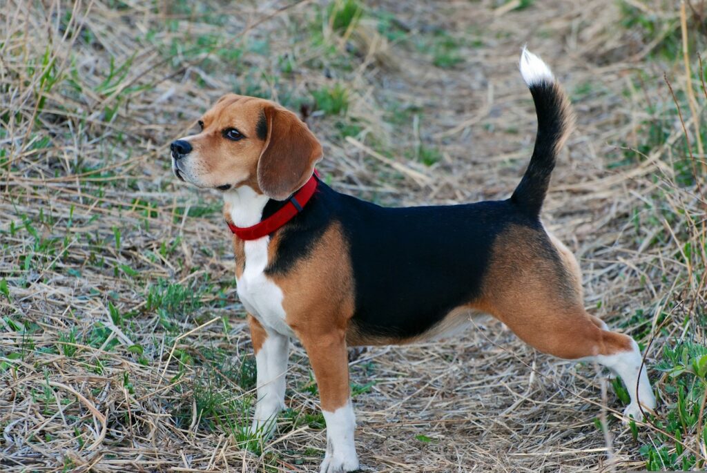 Beagle na lúke