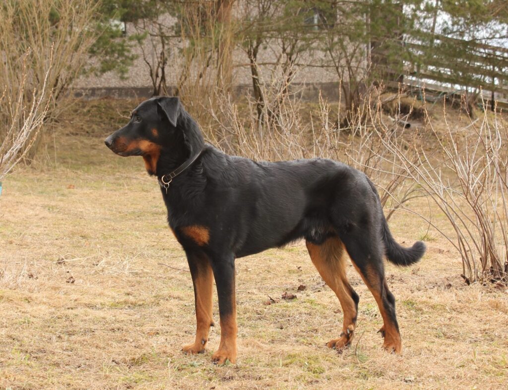 Beauceron stojí v prírode