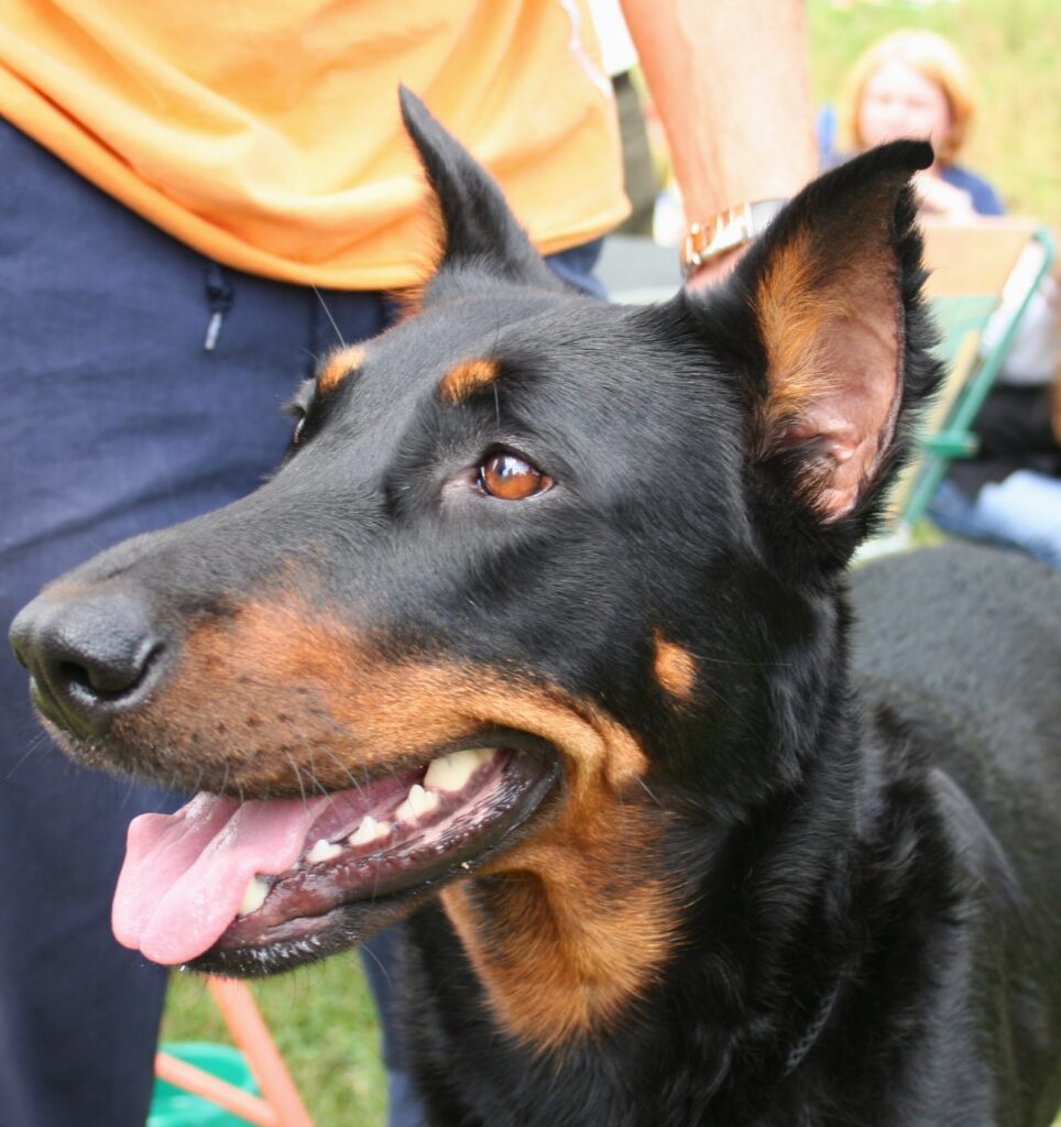 Beauceron - portrét hlavy