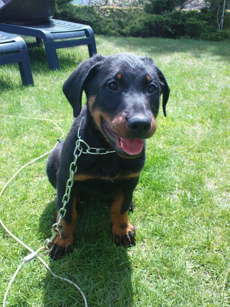Šteniatko beaucerona v záhrade