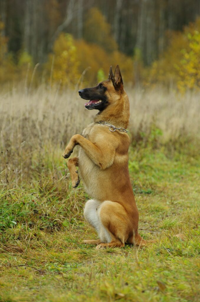 Belgický ovčiak malinois na lúke