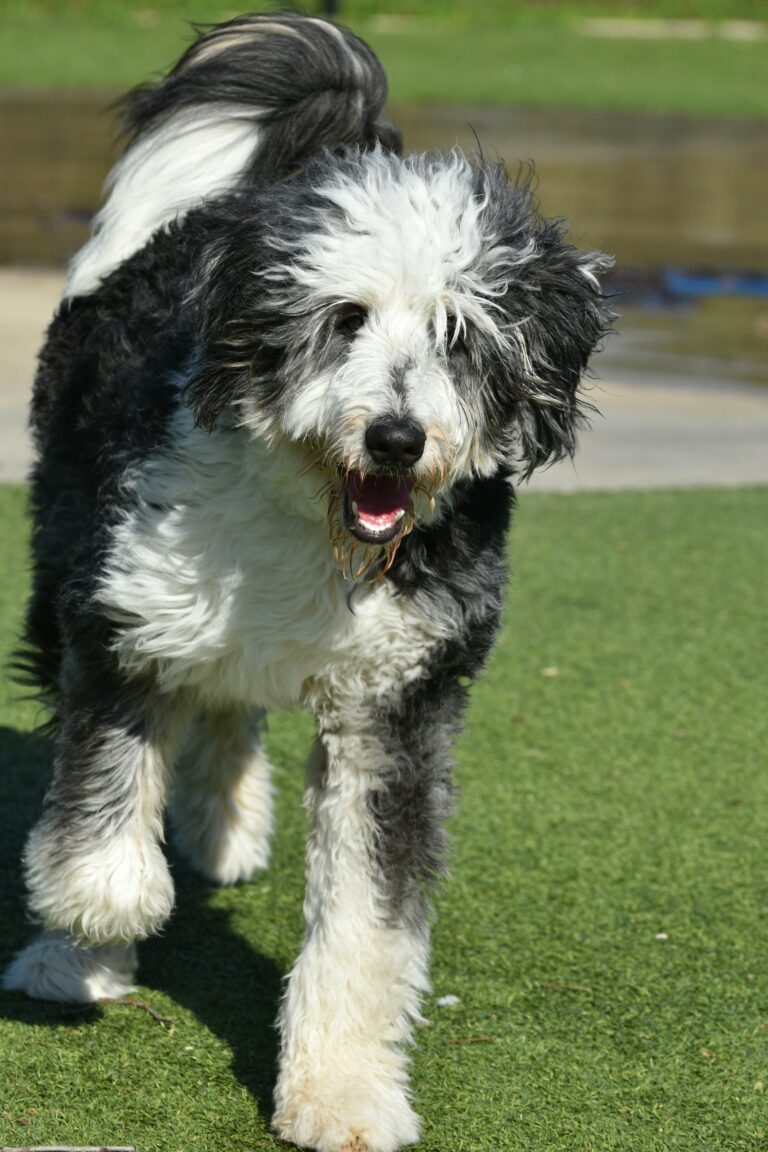 Bernedoodle