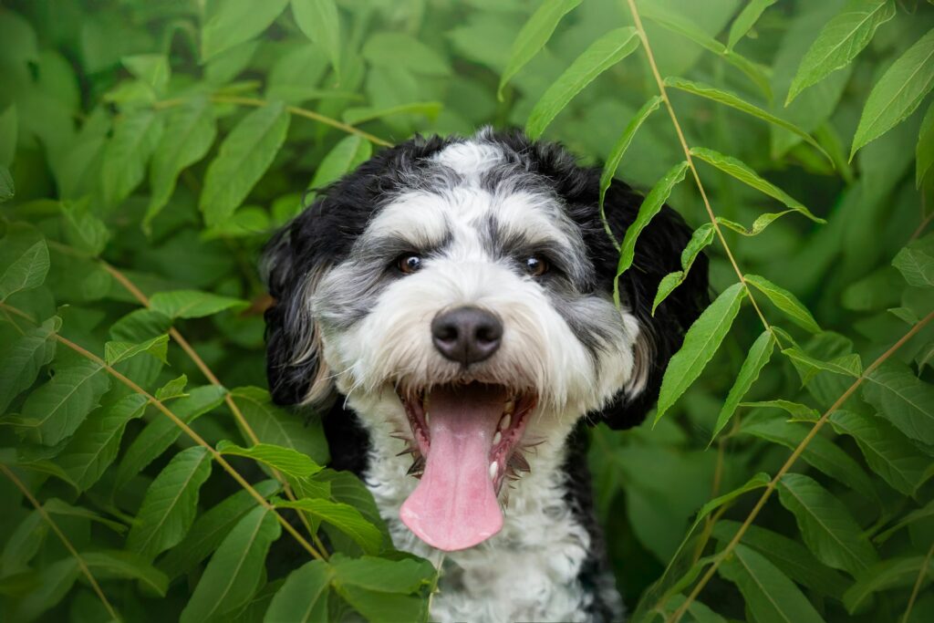 Bernedoodle - portrét medzi listami