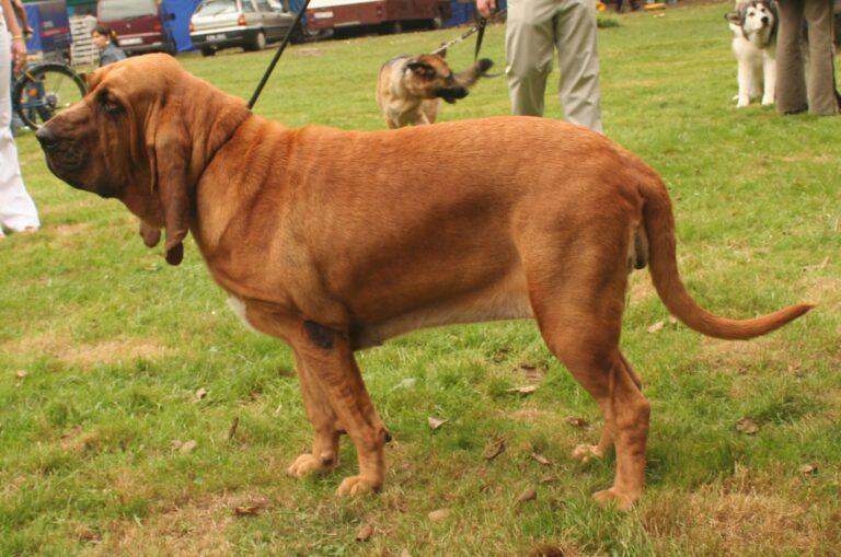 Bloodhound (svätohubertský pes)