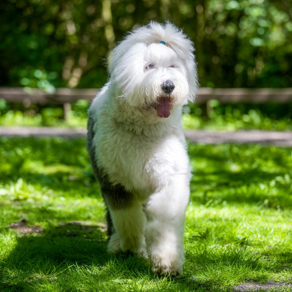 Bobtail beží po tráve