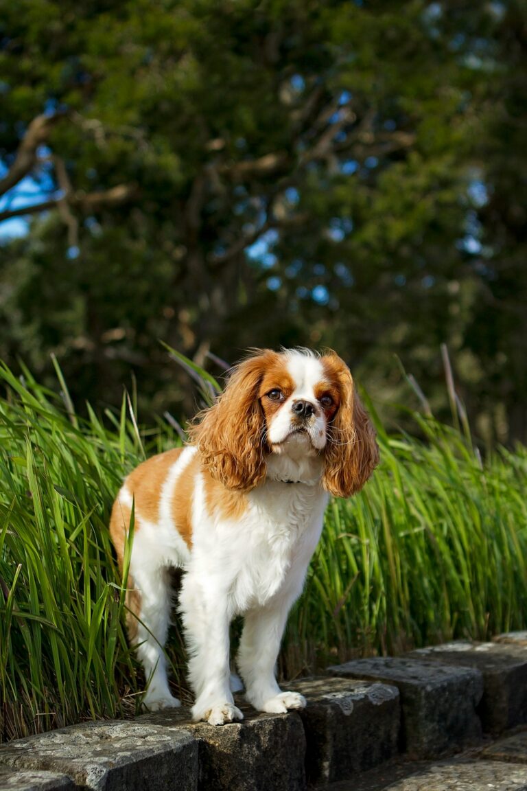 Cavalier king charles španiel