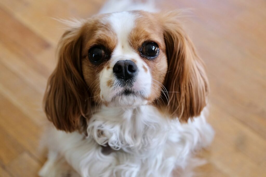 Cavalier king charles španiel - portrét s dlhými ušami