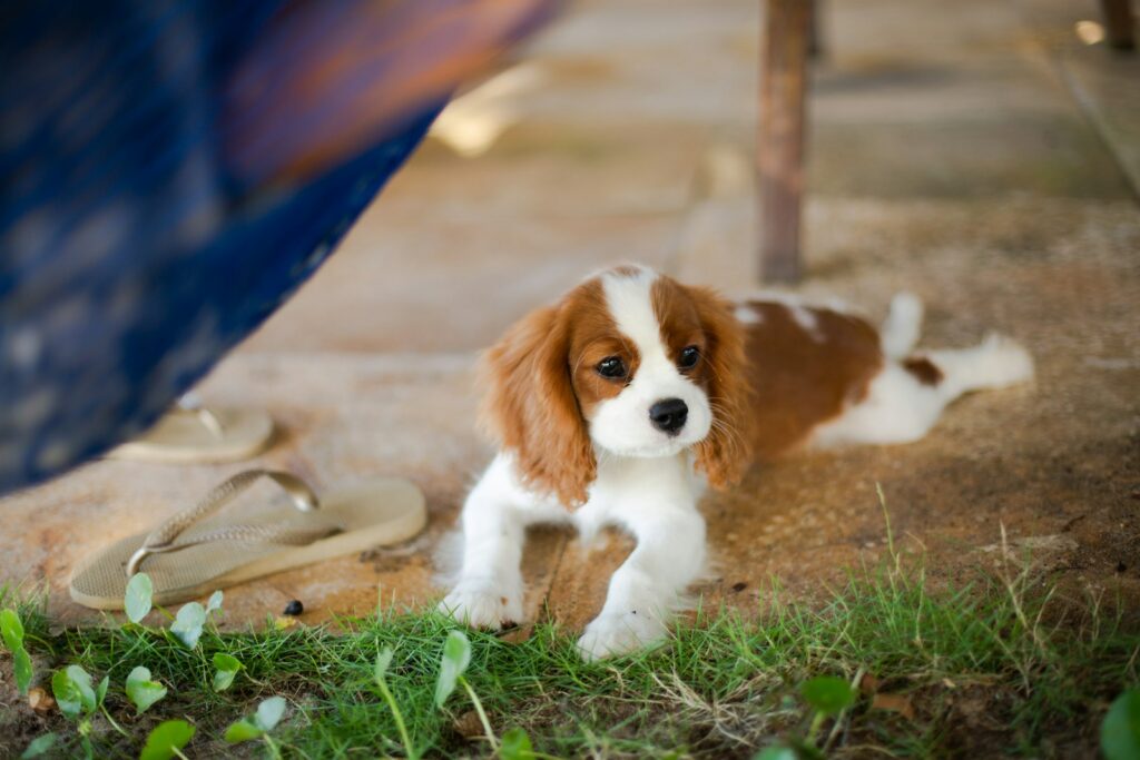 Šteniatko cavalier king charles španiela v tráve