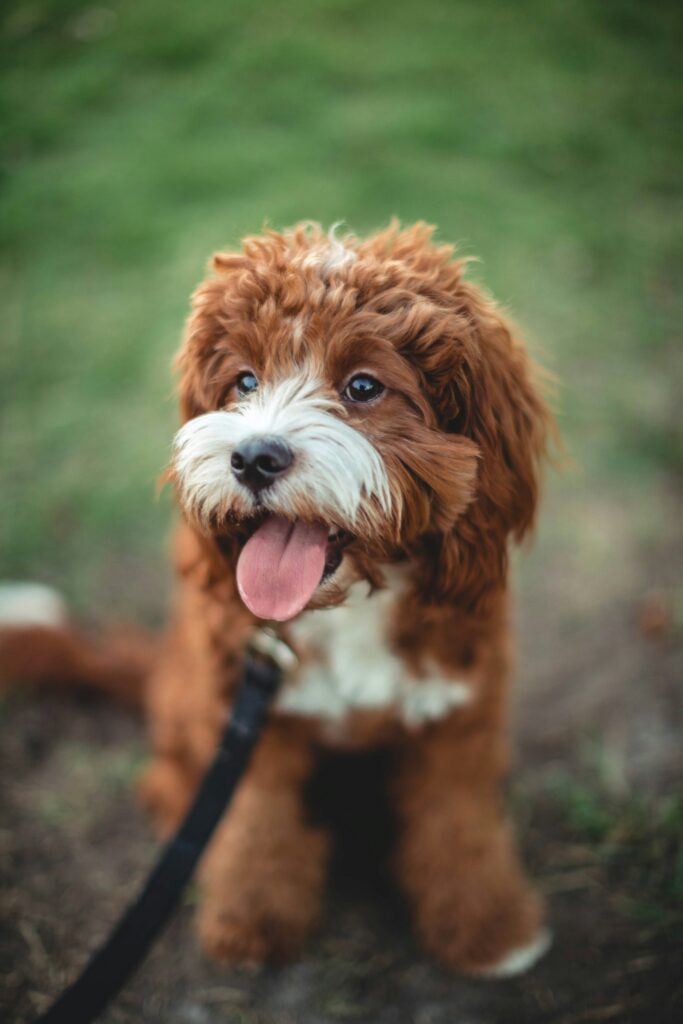 Cavapoo na vôdzke v prírode