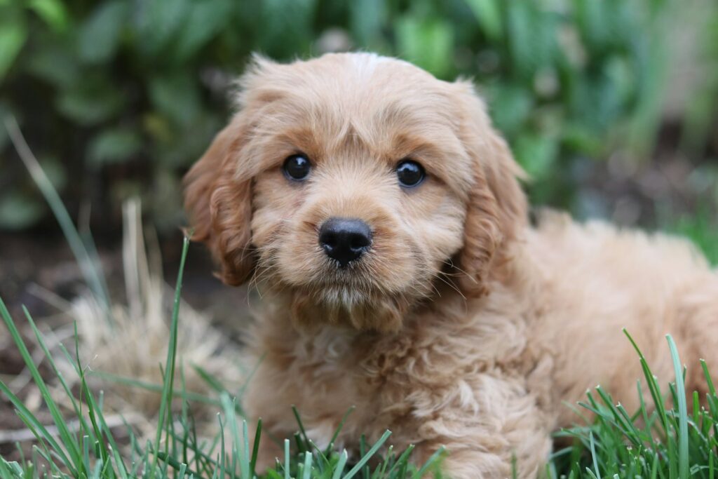 Cavapoo leží v tráve