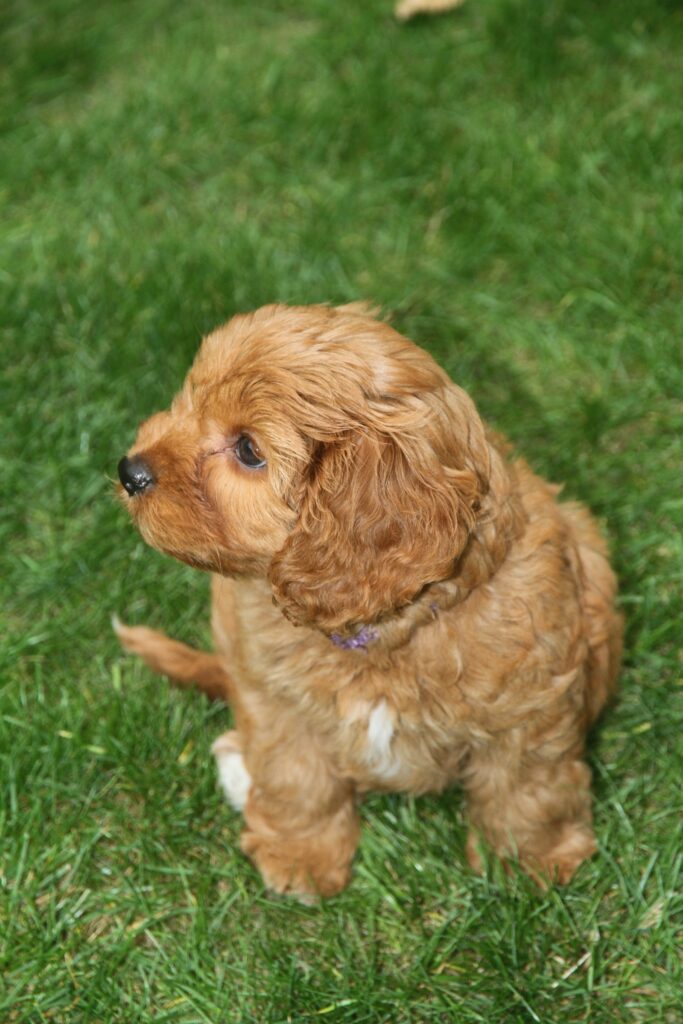 Šteniatko cavapoo v tráve