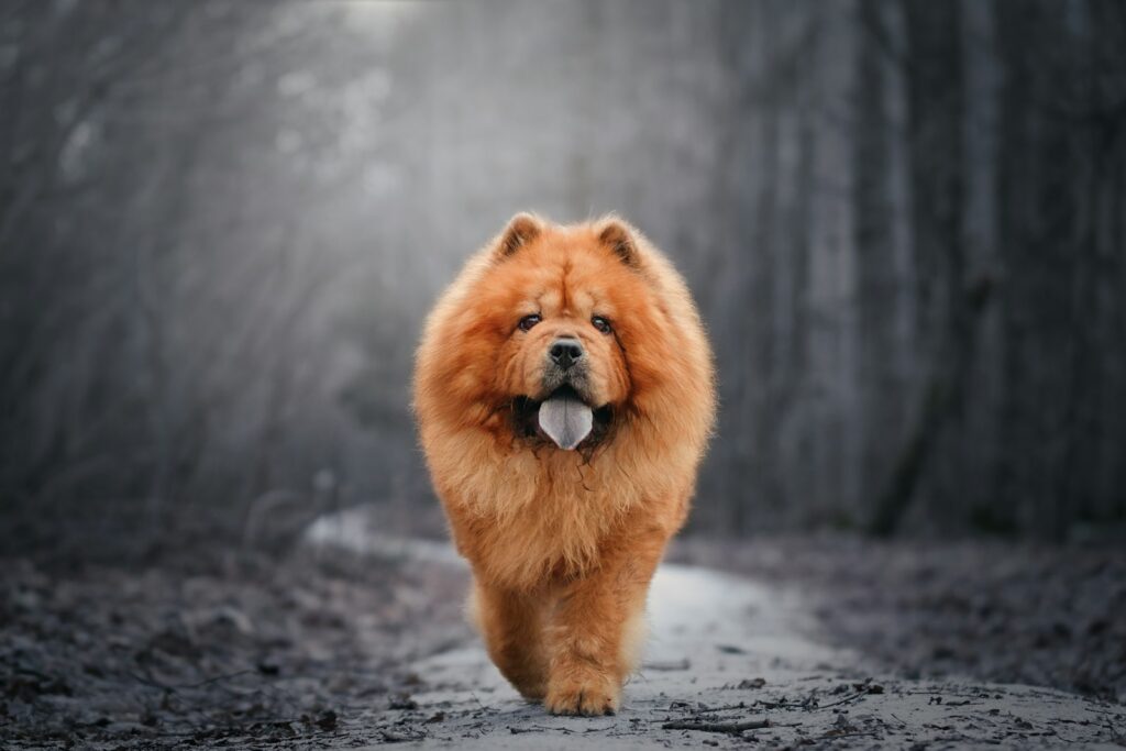 Chow chow kráča po ceste