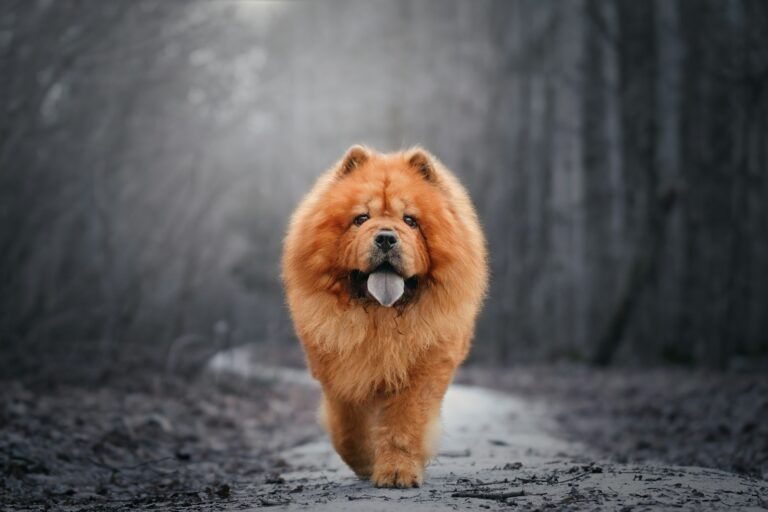 Chow chow