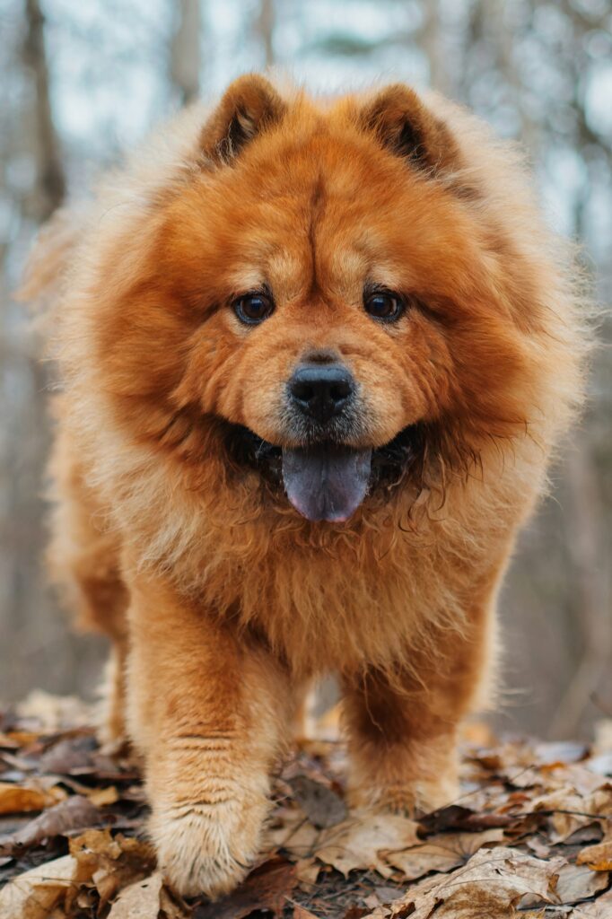 Chow chow - portrét s hrivou