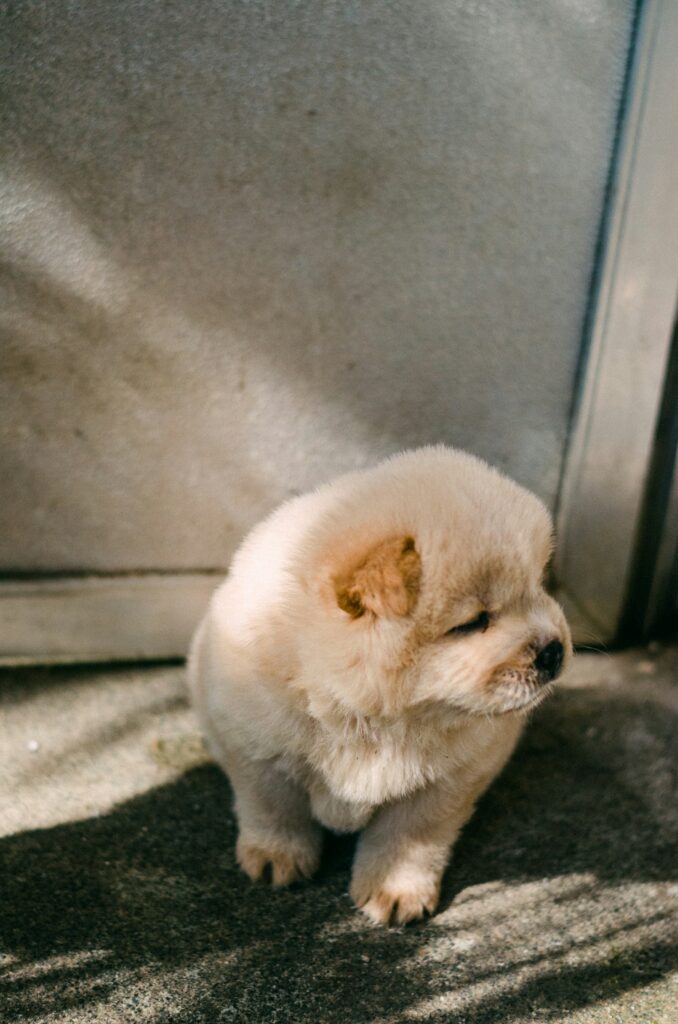 Šteniatko chow chow