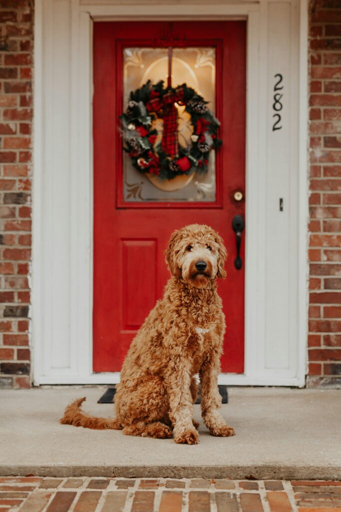 Goldendoodle sedí pred dverami