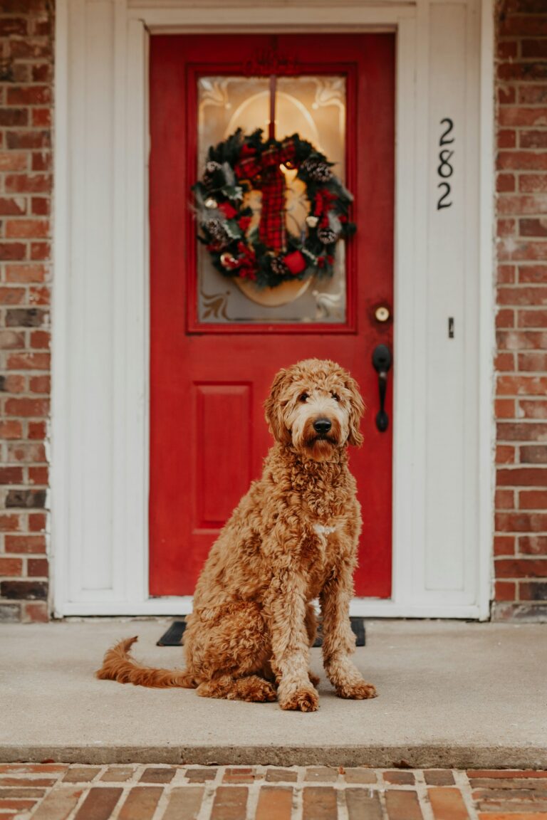 Goldendoodle