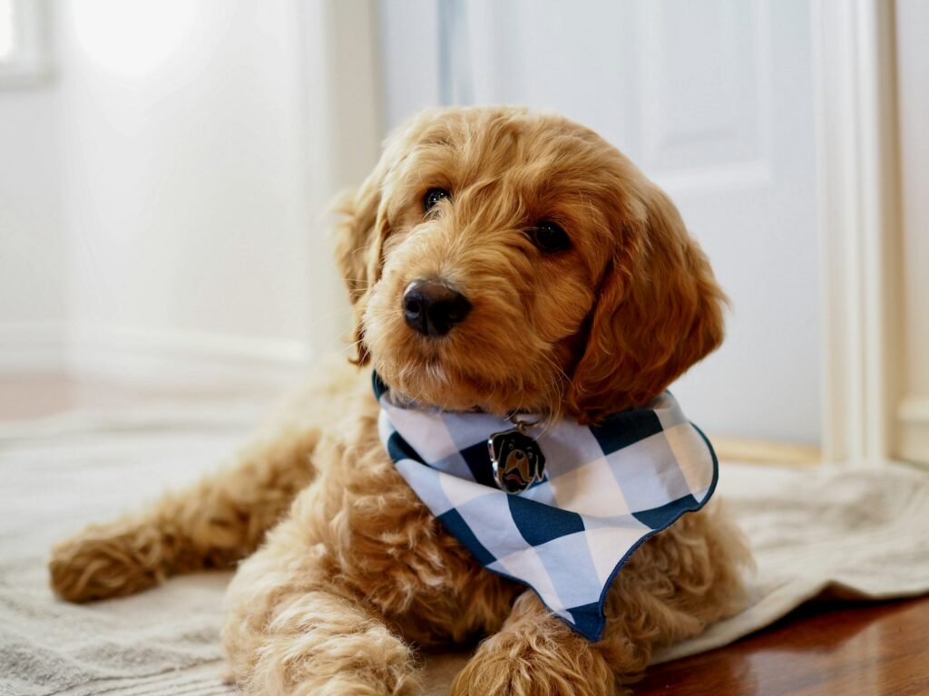 Goldendoodle so šatkou leží na koberci