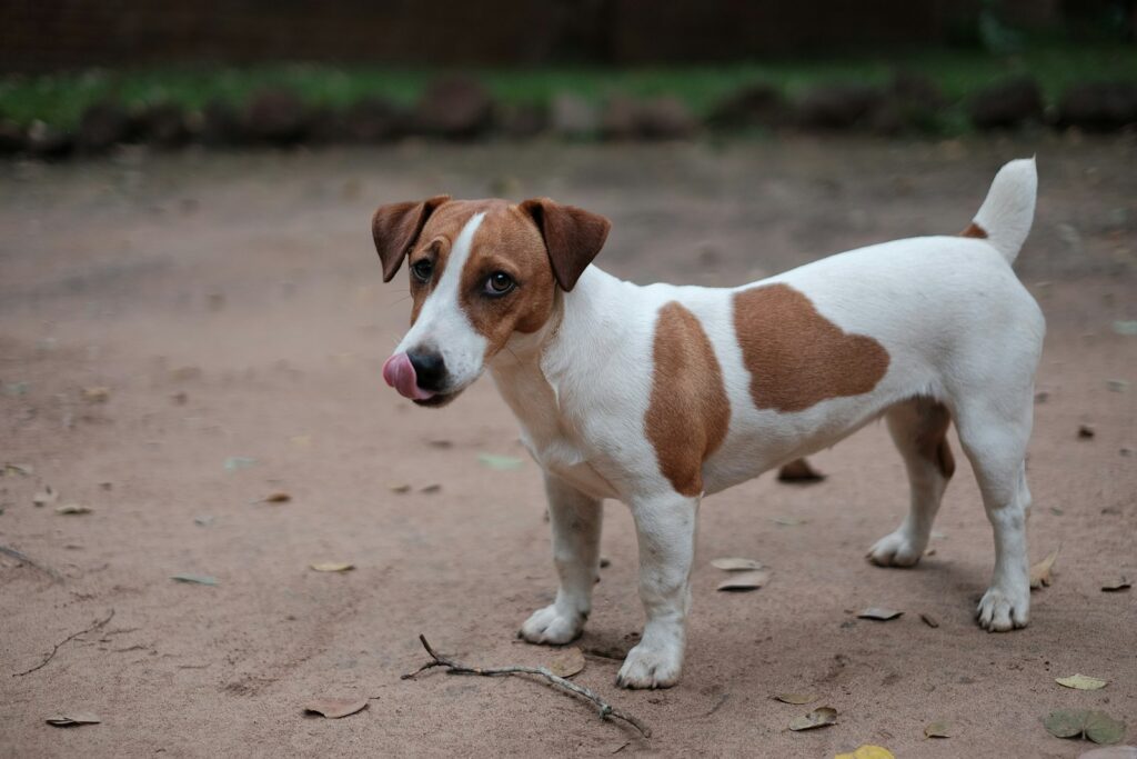 Jack russell teriér stojí vonku